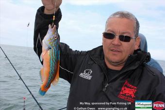 1 lb Cuckoo Wrasse by Gareth