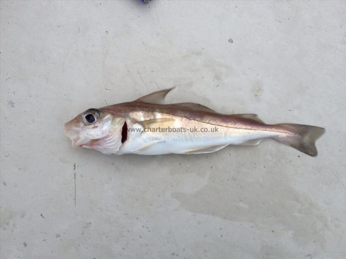 4 oz Haddock by Mini Haddy !