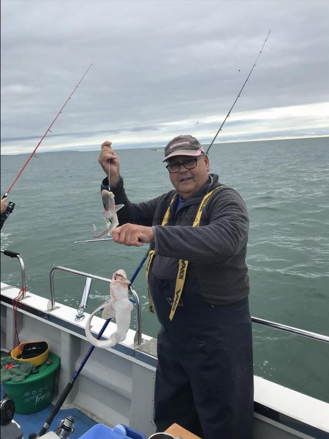 1 lb Lesser Spotted Dogfish by Robin