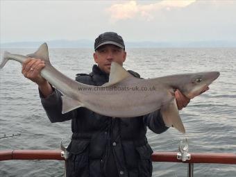 18 lb 4 oz Smooth-hound (Common) by Norbert Pazia