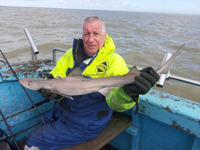 6 lb Smooth-hound (Common) by Bill