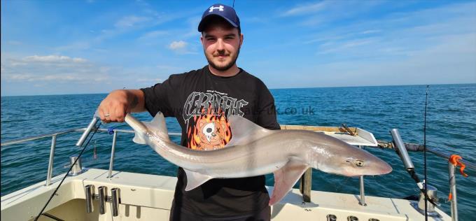 17 lb Starry Smooth-hound by Vlad
