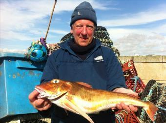 7 lb Tub Gurnard by John Bodmin