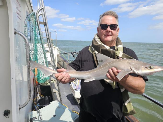 7 lb Smooth-hound by Gary