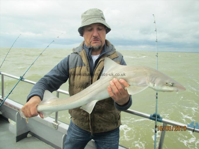 14 lb 5 oz Smooth-hound (Common) by Unknown