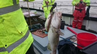 3 lb 4 oz Cod by Paul from Canterbury