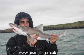 4 lb Starry Smooth-hound by Dave