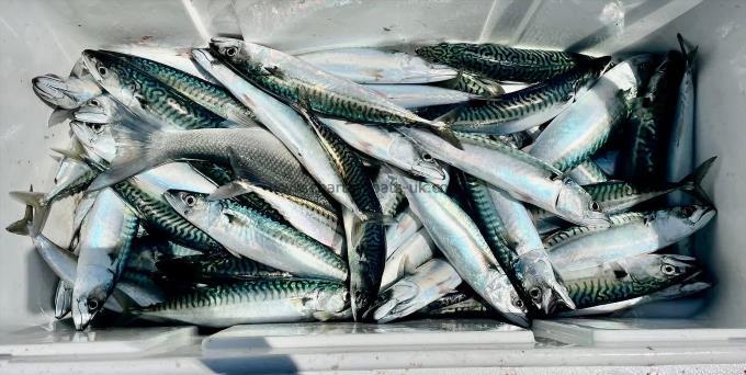 1 lb Mackerel by Unknown