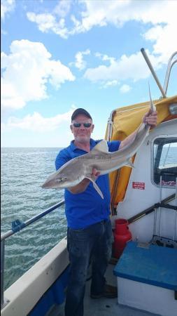 16 lb Starry Smooth-hound by Unknown