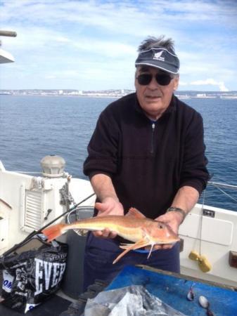 4 lb 4 oz Tub Gurnard by Mac from Redhill