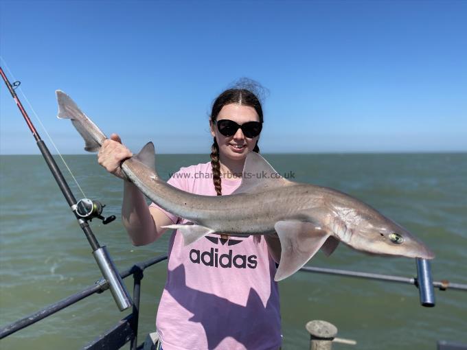 9 lb Starry Smooth-hound by Unknown