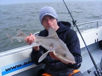 7 lb 8 oz Starry Smooth-hound by Matt Crowe