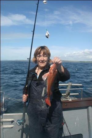 2 lb 8 oz Tub Gurnard by June Marshall