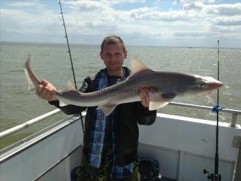 16 lb 4 oz Smooth-hound (Common) by Unknown
