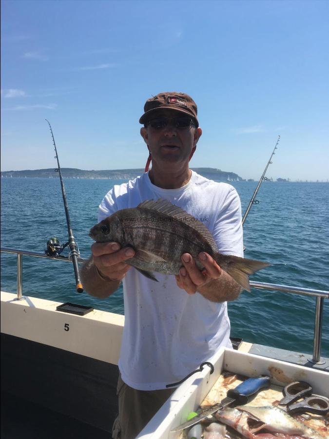 2 lb 2 oz Black Sea Bream by Unknown