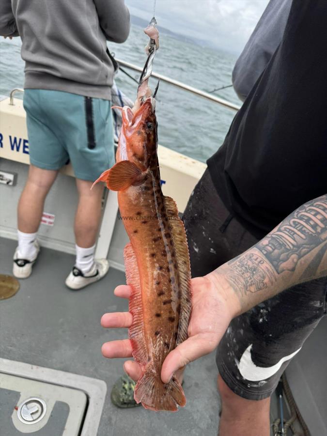6 lb Three bearded rockling by Unknown