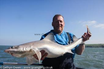 19 lb Starry Smooth-hound by Giles
