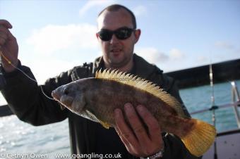 2 lb Ballan Wrasse by Dave