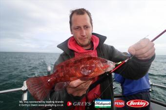 3 lb Ballan Wrasse by Mark