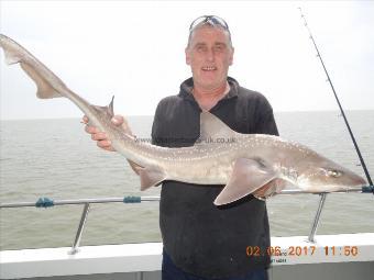 15 lb Smooth-hound by Paul with a cracking hound