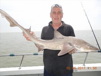 15 lb Smooth-hound (Common) by Paul with a cracking hound