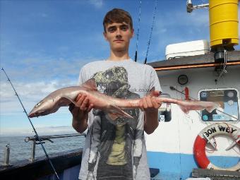 4 lb 6 oz Starry Smooth-hound by Dan