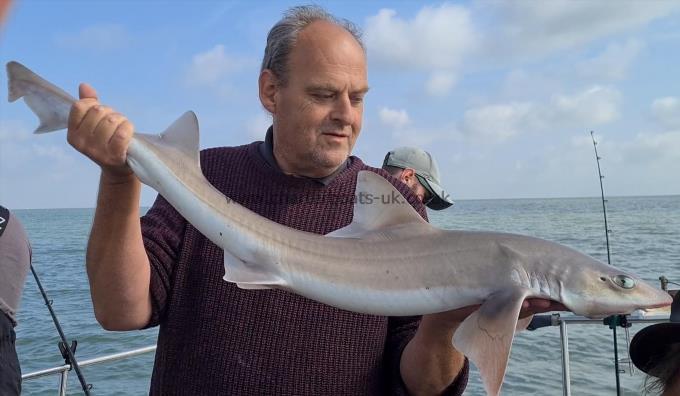 10 lb 1 oz Starry Smooth-hound by Ian