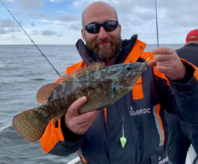 1 lb Ballan Wrasse by Pete Minns