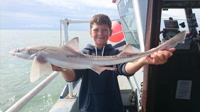 8 lb 12 oz Smooth-hound (Common) by Freddy from Kent