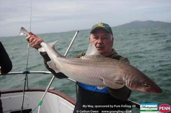 16 lb Starry Smooth-hound by Alan