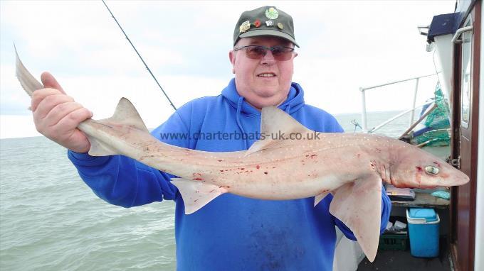8 lb Smooth-hound (Common) by Big nige