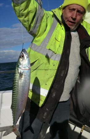 1 lb 9 oz Mackerel by Unknown