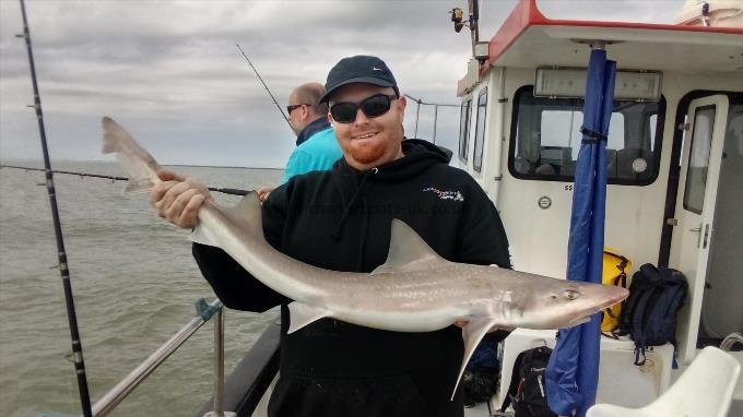 2 oz Smooth-hound by Unknown