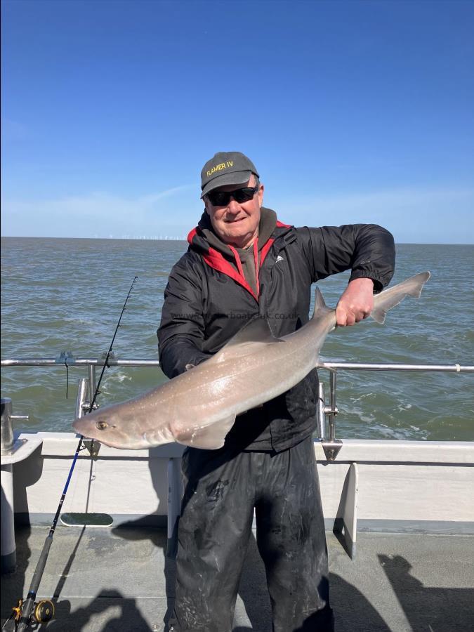 14 lb Smooth-hound by Unknown