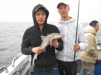 4 lb Smooth-hound by Unknown