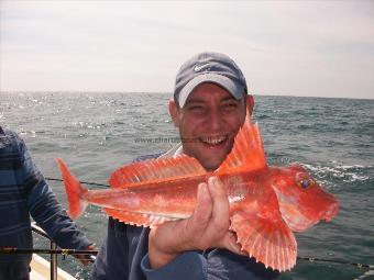 1 lb 11 oz Red Gurnard by Andy Murphy