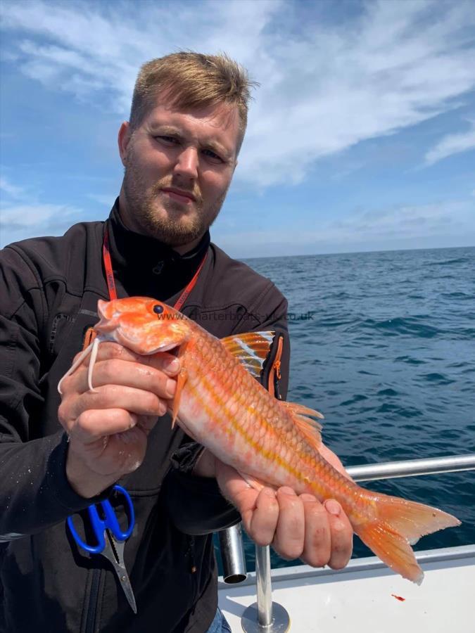 1 lb 3 oz Red Mullet by Unknown