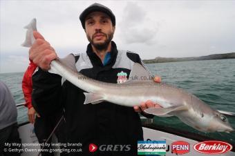6 lb Starry Smooth-hound by Omar
