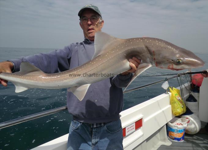 12 lb 2 oz Starry Smooth-hound by Len Miles