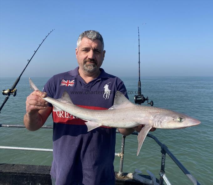 4 lb Smooth-hound (Common) by Unknown