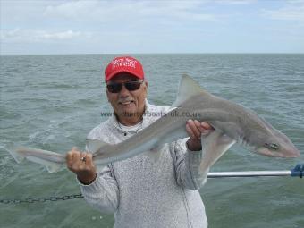 11 lb 4 oz Starry Smooth-hound by harry