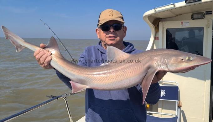 16 lb 6 oz Starry Smooth-hound by Andy