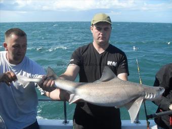 18 lb Starry Smooth-hound by Unknown