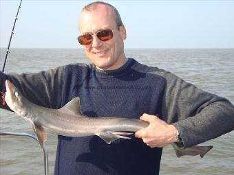 6 lb Smooth-hound by Ivan