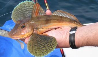 1 lb Tub Gurnard by Unknown