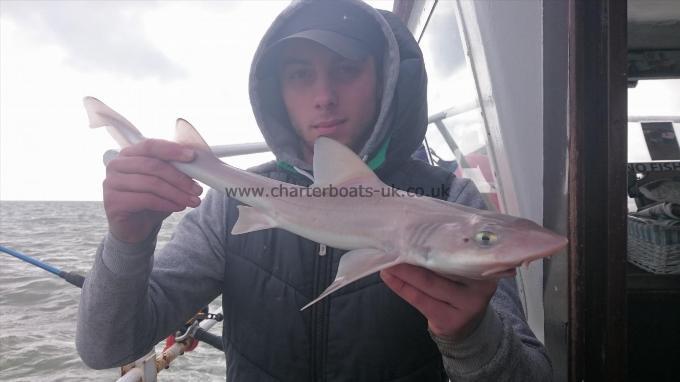 3 lb Smooth-hound (Common) by Dan from Ramsgate
