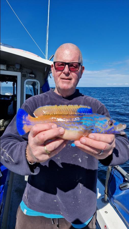 1 oz Cuckoo Wrasse by Unknown