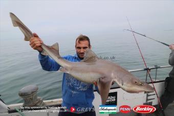 20 lb Starry Smooth-hound by Iwan