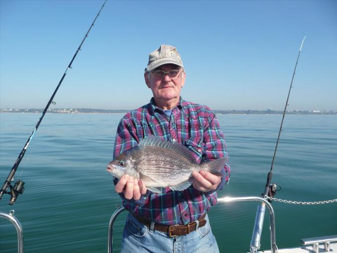 1 lb Black Sea Bream by Tony Partridge