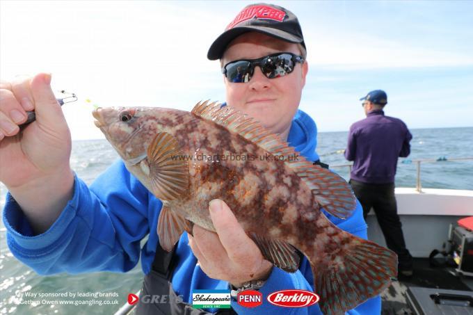 2 lb Ballan Wrasse by Mikee